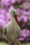 white stork