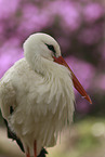 white stork