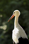 white stork