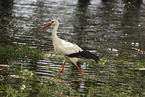 white stork