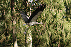 white stork
