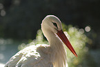 white stork