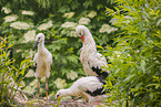 white storks