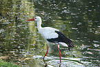 white stork