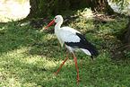 white stork