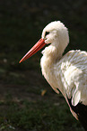 white stork