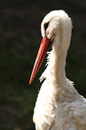 white stork