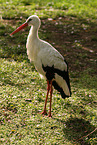 white stork