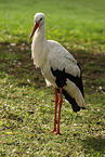 white stork