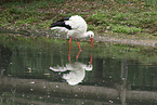 white stork