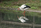 white stork