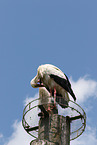 white stork