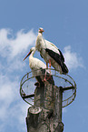 white storks
