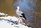 white stork
