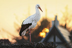 white stork