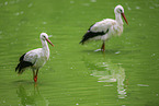 White stork