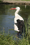 white stork
