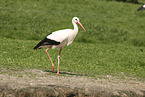 white stork