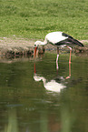 white stork