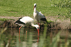 white stork