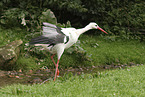 white stork