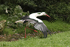 white stork