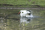white stork