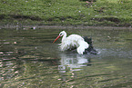 white stork