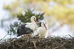 white stork