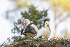 white stork