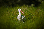 white stork