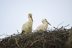 white stork
