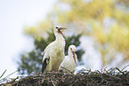 white stork