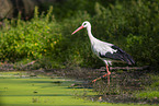 white stork