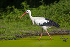white stork