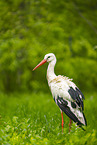 white stork