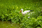 white stork