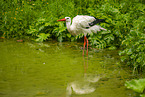white stork
