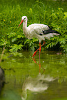 white stork
