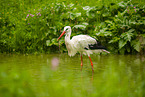 white stork