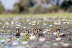white-backed ducks