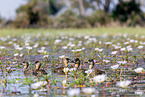 white-backed ducks