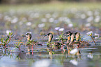 white-backed ducks