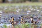 white-backed ducks