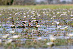 white-backed ducks