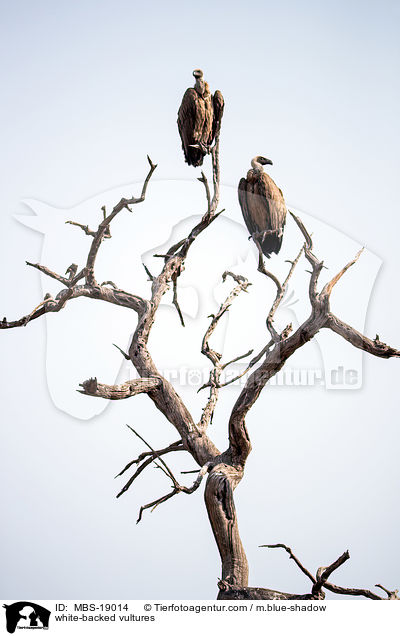 Weirckengeier / white-backed vultures / MBS-19014