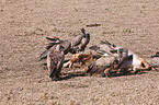 white-backed vultures