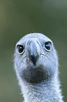 white-backed vulture