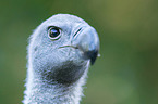 white-backed vulture
