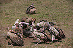 white-backed vultures